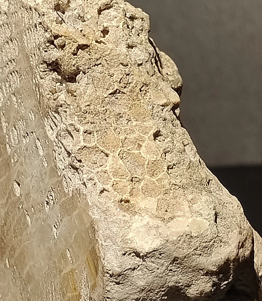 Losa pulida fósil de coral panal favorita independiente 2 lb 10,7 oz Missouri  Foto 4 de 4