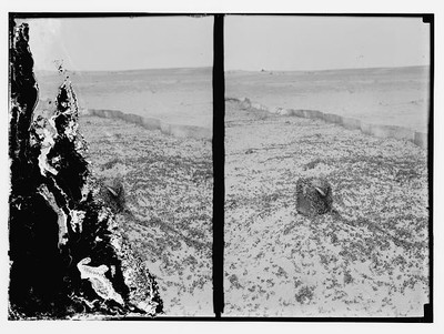 Locust plague,Middle East,Natural Disaster,Matson Photograph Collection 1