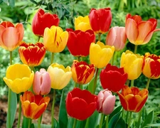Five Bulbs 12+ cm Tulip Darwin Hybrid Mixture giant egg shaped blooms