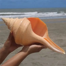 Large Syrinx Aruanus Mammoth Trumpet Natural Seashell Rare Real Beach 16-17" In