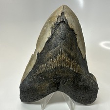 Megalodon Shark Tooth 5.37 Inch - Massive - Authentic Fossil - Carolina 20641