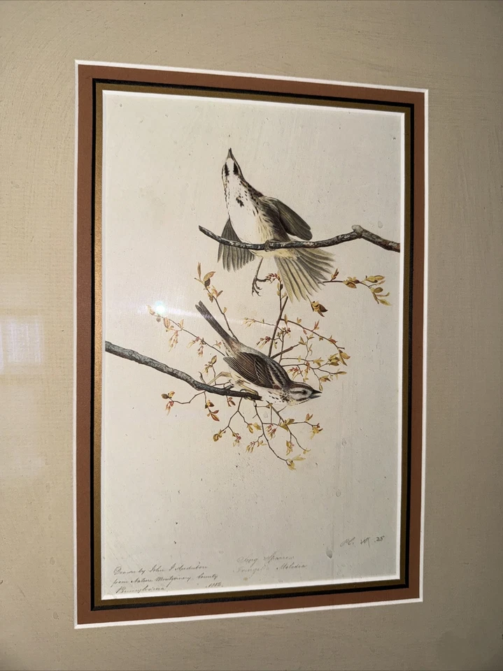 John James Audubon Folio Plate 256 Song Sparrow Edición Limitada Impresión - Enmarcado Foto 2 de 4