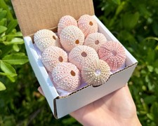 10 Pack Gift Box Natural Pink Sea Urchins 1.5-2" - Nautical & Coastal Crafts