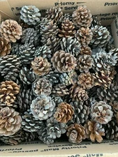 Pine Cones, Seconds, Imperfect, Norway Pine also known as Red Pine, 100 Cones
