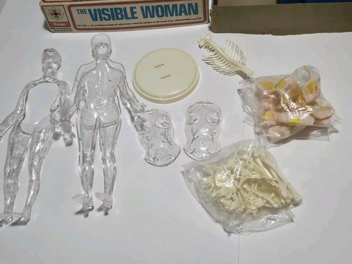 THE VISIBLE WOMAN Complete Assembly Kit Vtg 1960 Renwal No.804 In Box Rare! - Picture 14 of 16
