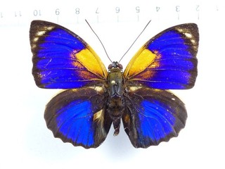 ENTOMOLOGY BUTTERFLY: AGRIAS PHALCIDON FOURNIERAE FORM? MALE RIO XINGU RARE!
