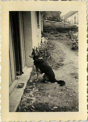 OLD PHOTO - VINTAGE SNAPSHOT - ANIMAL DOG PROFILE FUNNY WAITING - DOG FUN