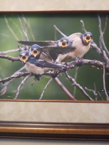 Baby Blue Birds Photograph Signed & Framed Suede Matte Solid Wood Frame Stunning - Picture 2 of 10