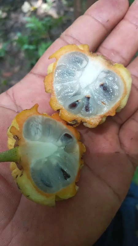 Annona rensoniana