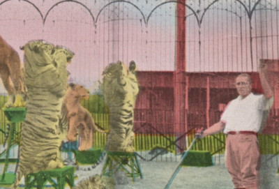 Tigers Benson Wild Animal Farm Hudson Nashua New Hampshire Postcard Circus