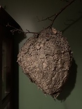 Preserved Hornets Nest