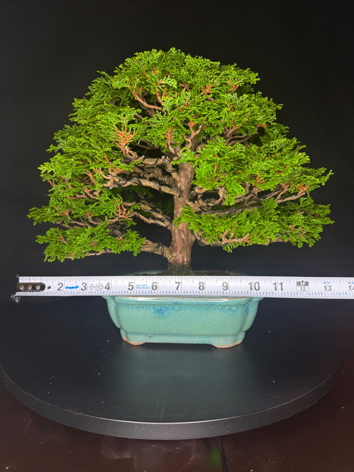 japanese hinoki bonsai tree