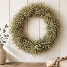 Beautiful Live Spanish Moss and Tillandsia Air Plant Wreath 15"