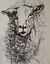 miniature 1  - Original Pen Ink Lamb Sheep Animal Scribble Drawing Tamyra Crossley Art sketch