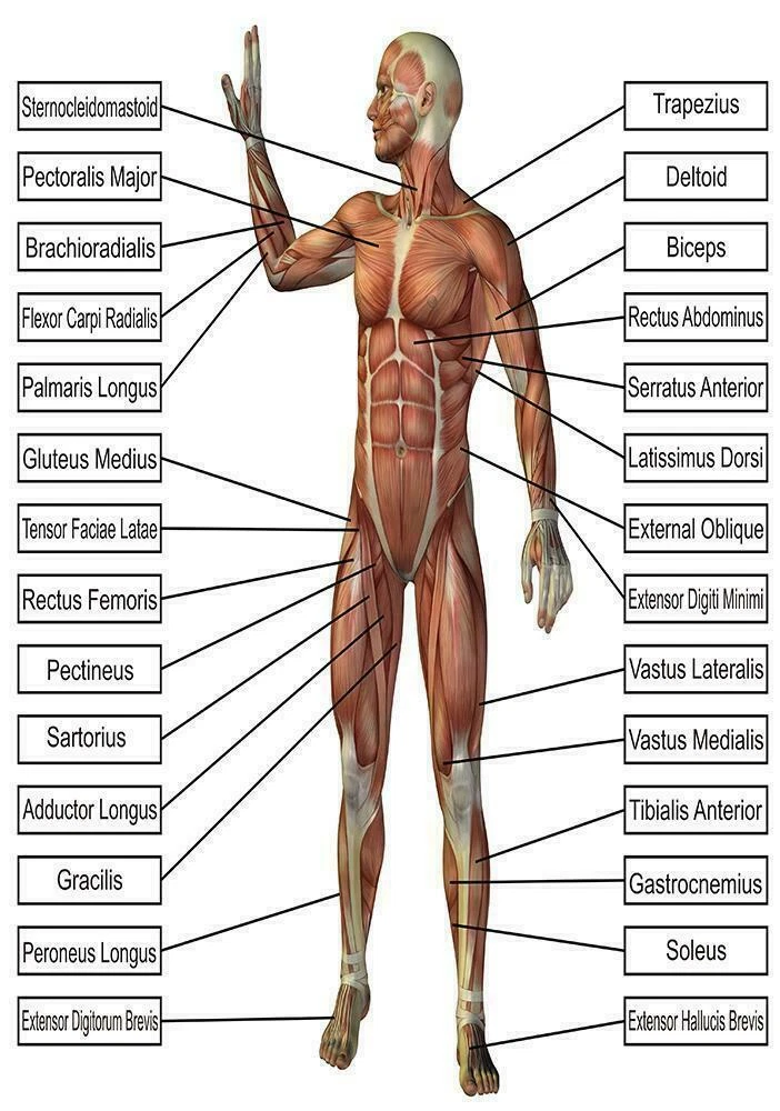 Human Body Parts Diagram Names