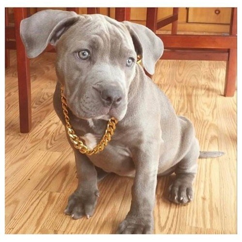 20mm Wide Gold Pinch Chain Elegant & Stylish Dog Collar Cuban Link Choke Design - Picture 4 of 90