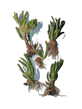 5x Crassula Ovata 'Gollum' & 'Hobbit' (Geldbaum) – Bewurzeltes Starter-Set