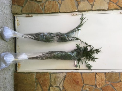 GEORGIA APPALACHIAN MOUNTAIN EASTERN HEMLOCK 30" FRESH STARTER TREE - Picture 10 of 12