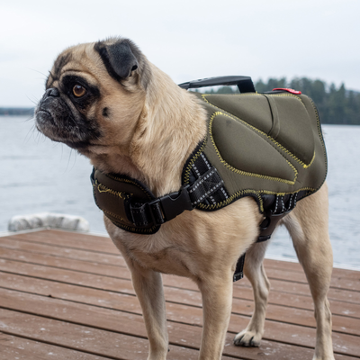 hand tamed budgies for sale near me