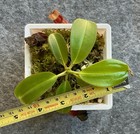 Nepenthes Rajah x Edwardsiana SG 4.5 inch — photo 1