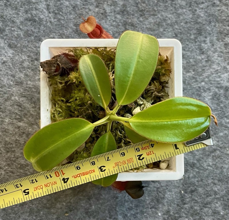 Nepenthes Rajah x Edwardsiana SG 4.5 inch