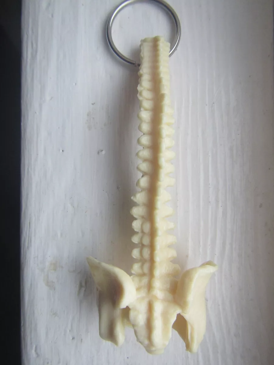 Spine keychain sale