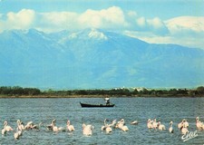 66 CANET EN ROUSSILLON L ETANG DE CANET ET SES FLAMANDS PINK