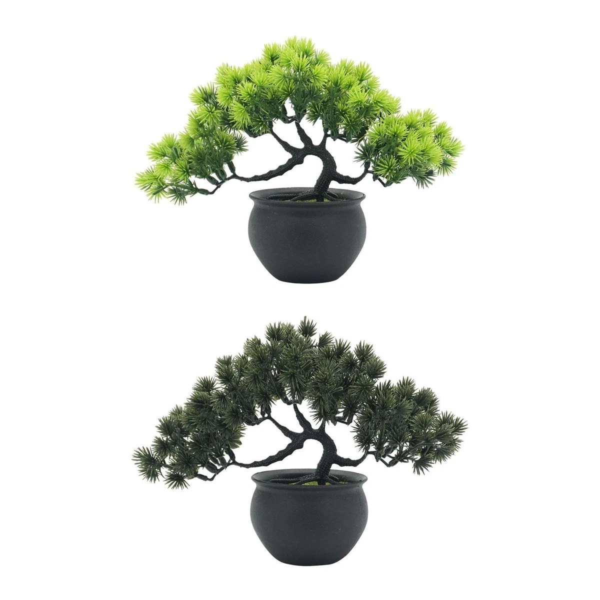 strahlenaralie bonsai Bonsai main image 1