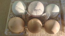  🥚 Flock Plus Protector Hatching Egg Set— 3 Chicken + 1 Turkey + 2 Bonus Eggs