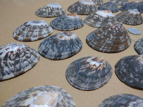 Artesanía de arte natural concha de mar Seashell Limpa de Japón - Imagen 5 de 8