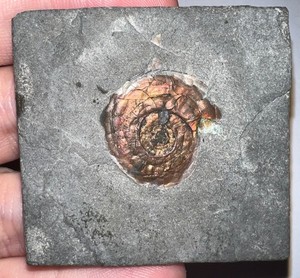 Rare PSILOCERAS IRIDESCENT AMMONITE Fossil .86 Inches Jurassic Dinosaur Era