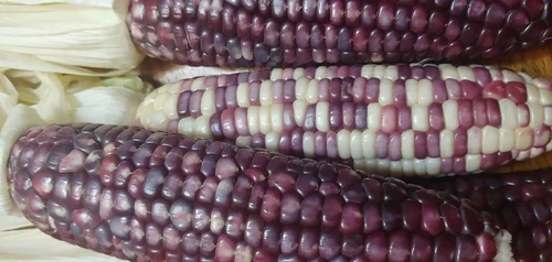 22  Purple & White Sticky Waxy Corn Glutinous Organic Corn Seeds NON GMO