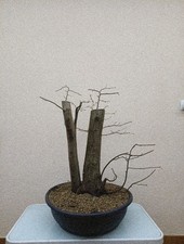 BONSAI XXL CARPINO BIANCO!!!DA COLLEZIONE!!!
