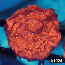 Item#A1924FM1924(S) Hand Selected Orange Leptoseris Full Encrusted Frag 05