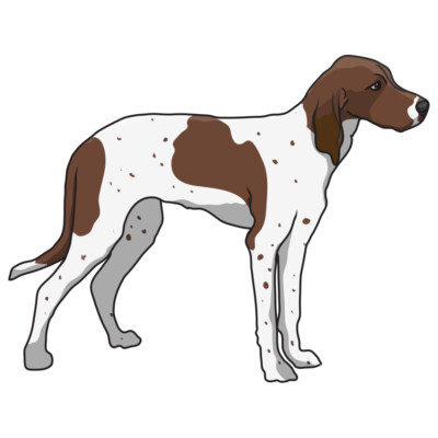 Pointer Dog Decal Dog Lover Decor Vinyl Sticker