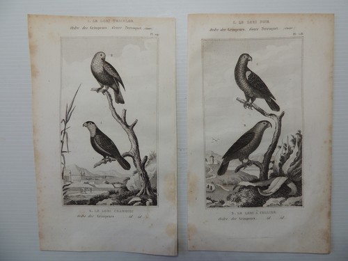 2. Lot 10 gravures. Buffon " Les Oiseaux " - Imagen 6 de 6
