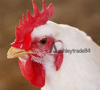50PCS   Chicken Eyes Glasses Avoid Hen peck each other chicken farm *qq