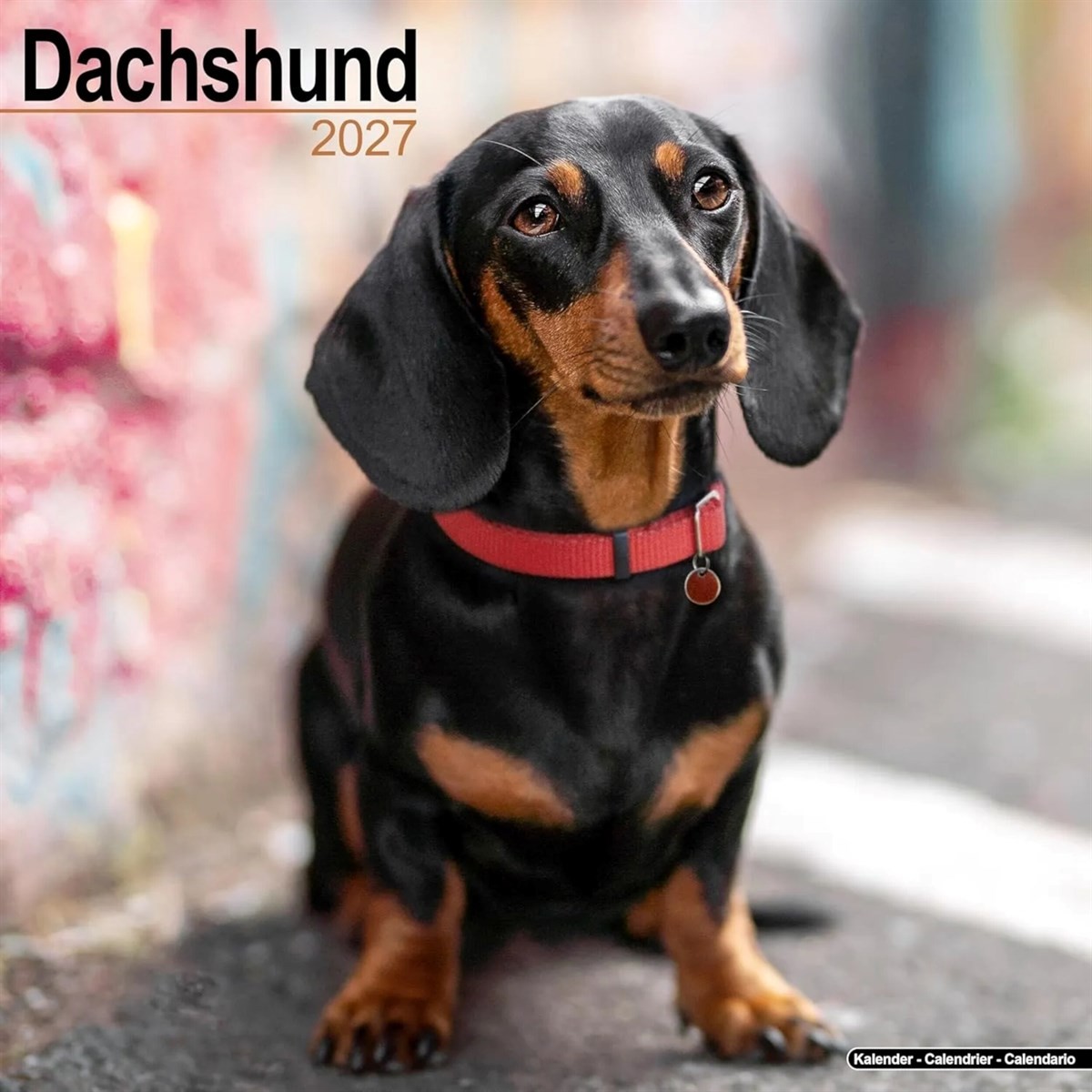 Rackhams Dachshund Calendar 2027, Wall Calendars, Month To View, Dogs, Gift - Image 5