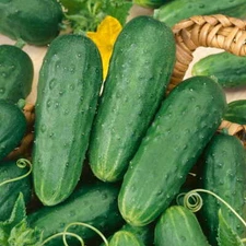 Cucumber Seed:Homemade Pickles Pickling Cucumber Seeds 50+ Seeds