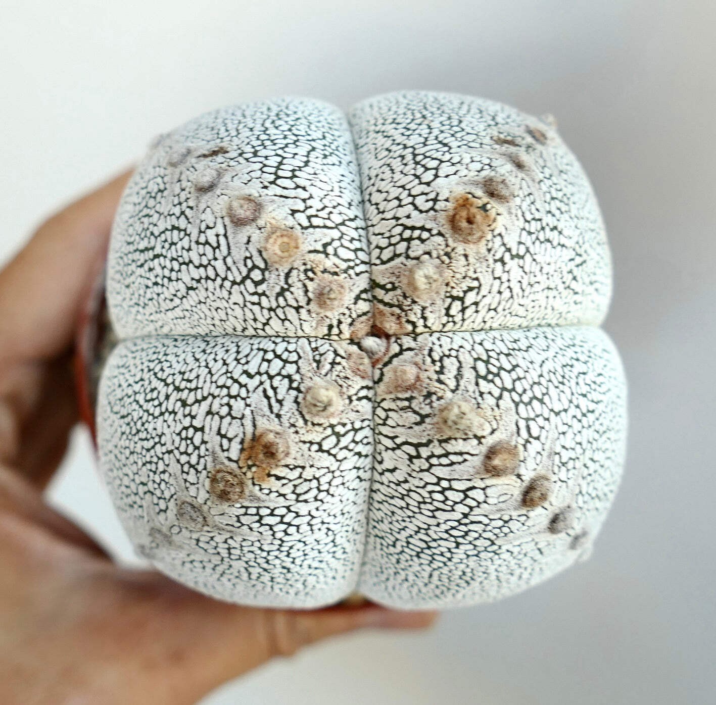 Astrophytum cv ONZUKA QUADRICOSTATUM WHITE - Sombrero de obispo | Cactus estrell