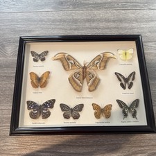 Vintage Attacus Atlas Moth Taxidermy 9 Butterfly Framed Display 17 X 13