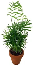 Chamaedoreas Victorians Palm Parlor Bella Neanthe Indoors Live Plant 4" Clay Pot