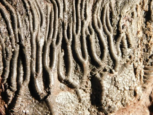 430 Million Year Old! CRINOID Fossil or Sea LILY Fossil Silurian Era 700gr