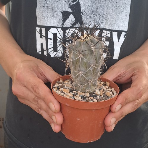 Copiapoa corralensis (Chile) RARE PLANT cod. ebay-P107 - Imagen 3 de 21