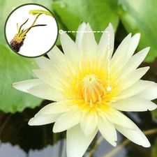 Buy2Get1Free White Kao Mongkol Tropical Waterlily Tuber Live Pond Plant