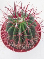 Ferocactus Stainsii. 8 Inch Wide In 8 Inch Pot. Mature Specimen.