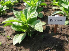 1000 Big Gem Tobacco Seeds ~ Early Big Producing Non-GMO Nicotiana Tabacum