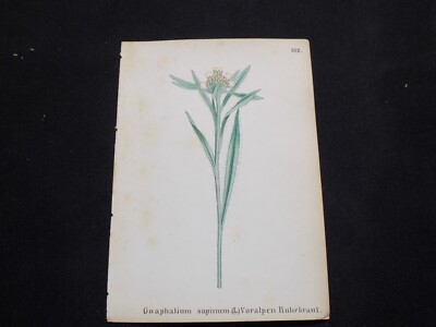 1867 Antique ALPINE FLOWER Print  / DWARF CUDWEED, or, GNAPHALIUM SUPINUM