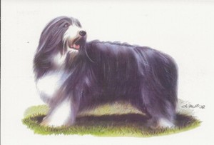 Glossy UNUSED Dog Bearded Collie Drawing Color Art Chinese Publishing Postcard