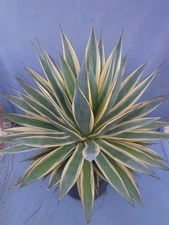Agave Blue Glow "Sun Glow" VARIEGATED Rare MATURE PLANT! 22" Wide! Gorgeous!